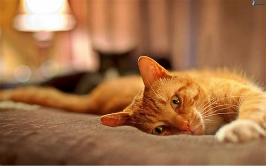 A close-up of a paper filter filled with ground coffee